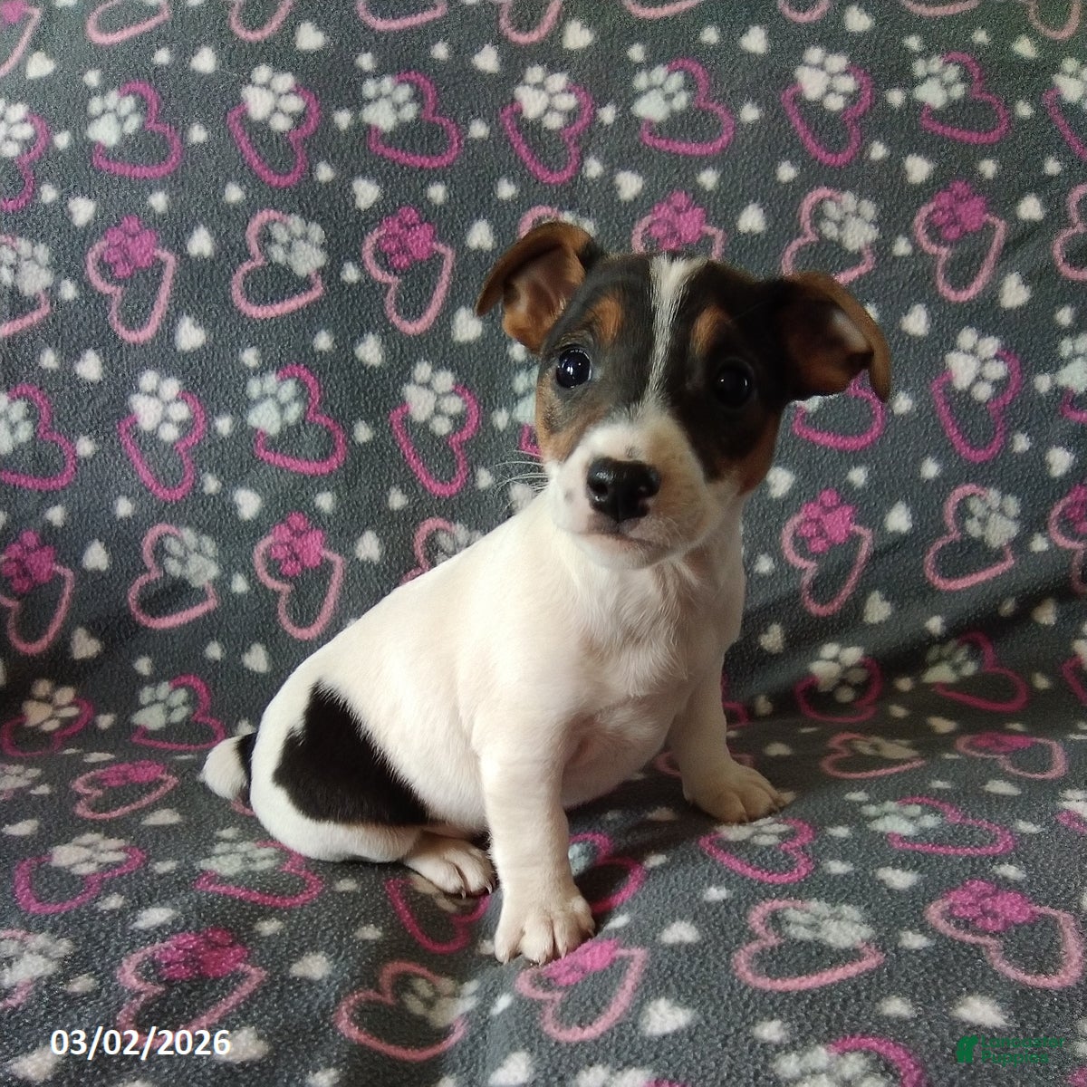Jack Russell Terrier dogs Daisy - Ad 1