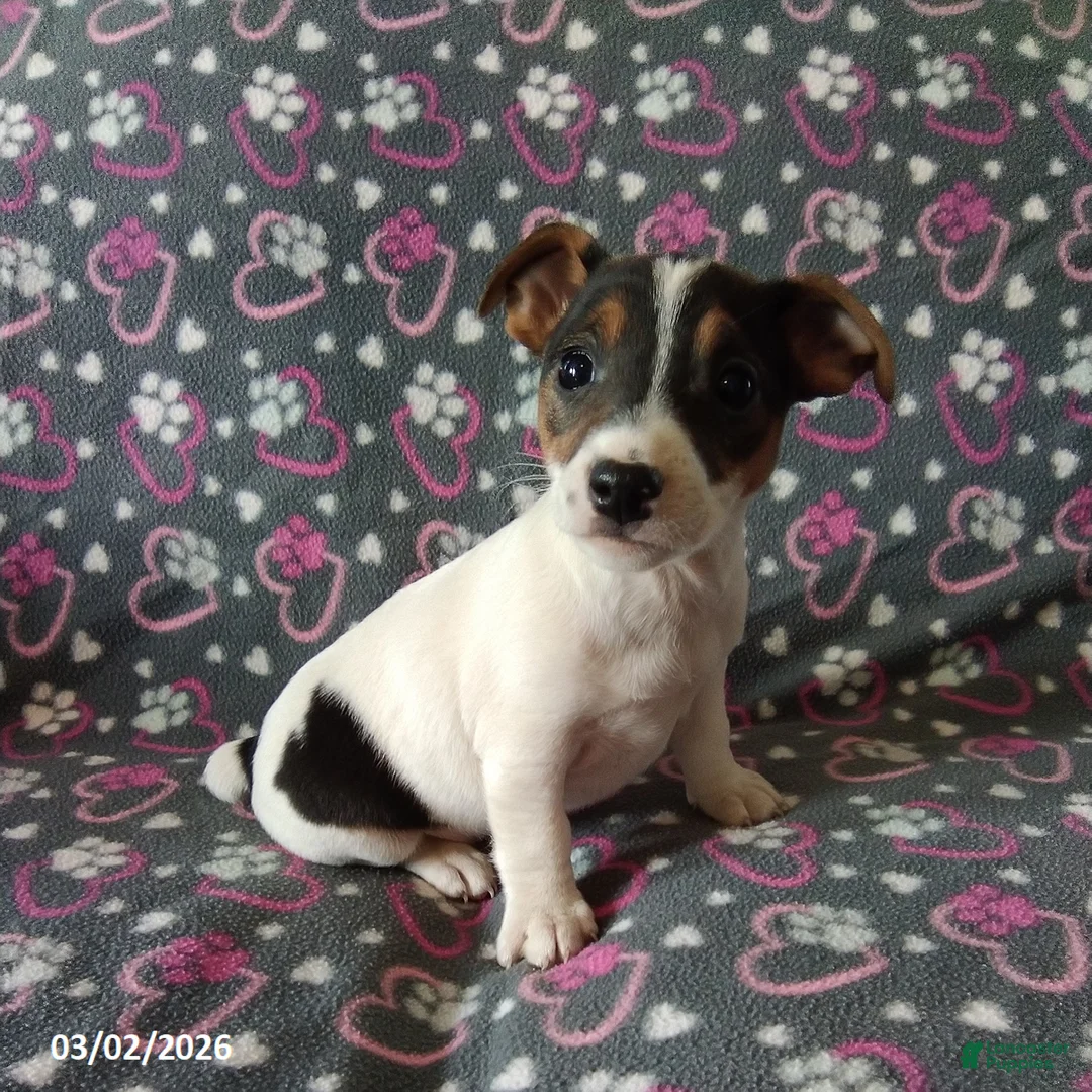 Jack Russell Terrier dogs for sale: Daisy - Ad 1