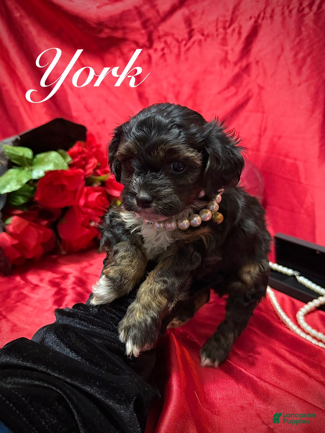 Yorkiepoo dogs for sale: York - Ad 2