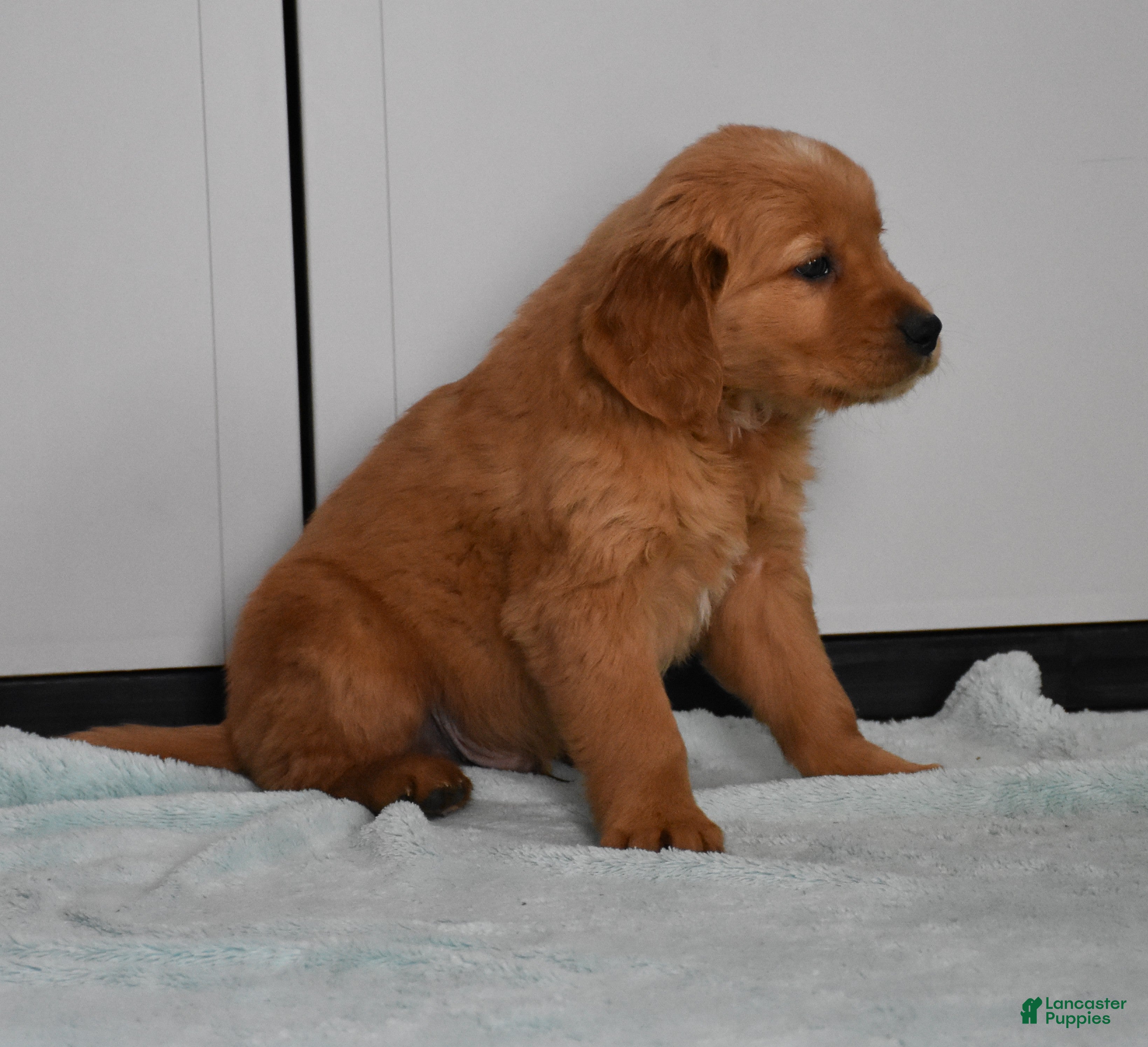 Golden Retriever dogs Sawyer   Genetic/OFA  - Ad 2