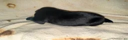 Cane Corso dogs for sale: Cain AKC  - Ad 4