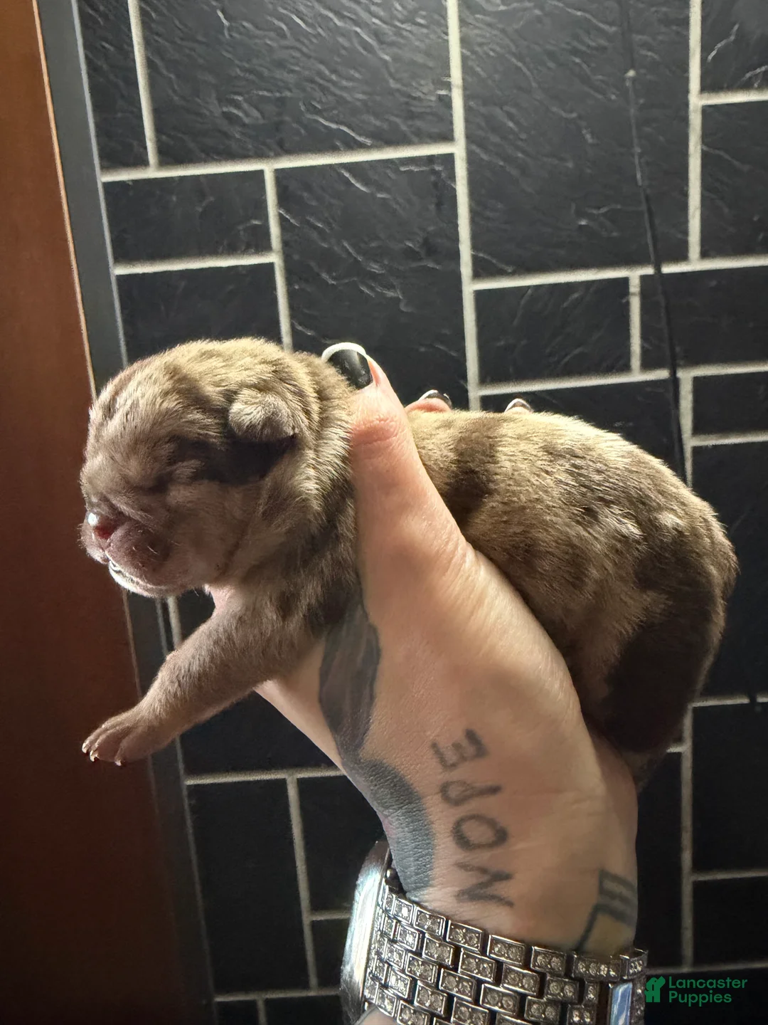 English Bulldog dogs for sale: Chocolate tweed merle female  - Ad 2