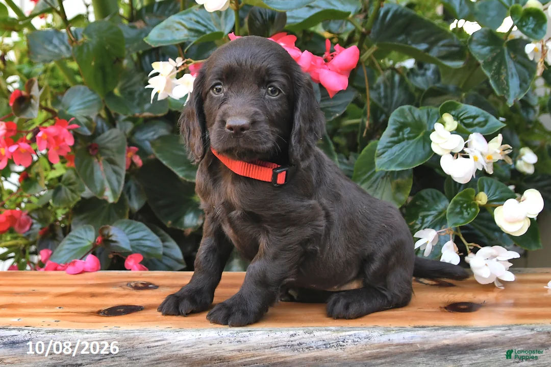 Cocker Spaniel dogs for sale: Erika - Ad 3