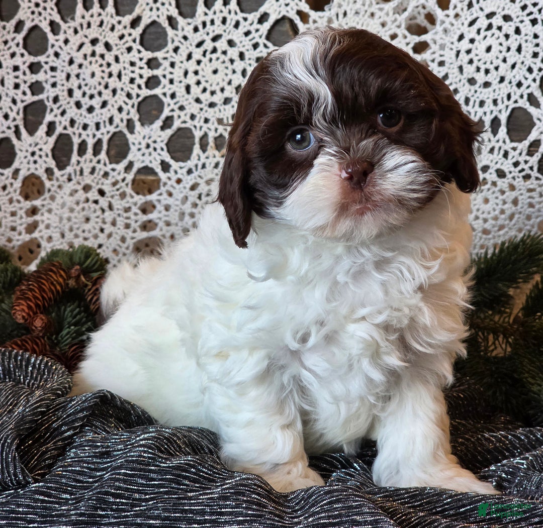 Shihpoo dogs for sale: Jackson - Ad 6