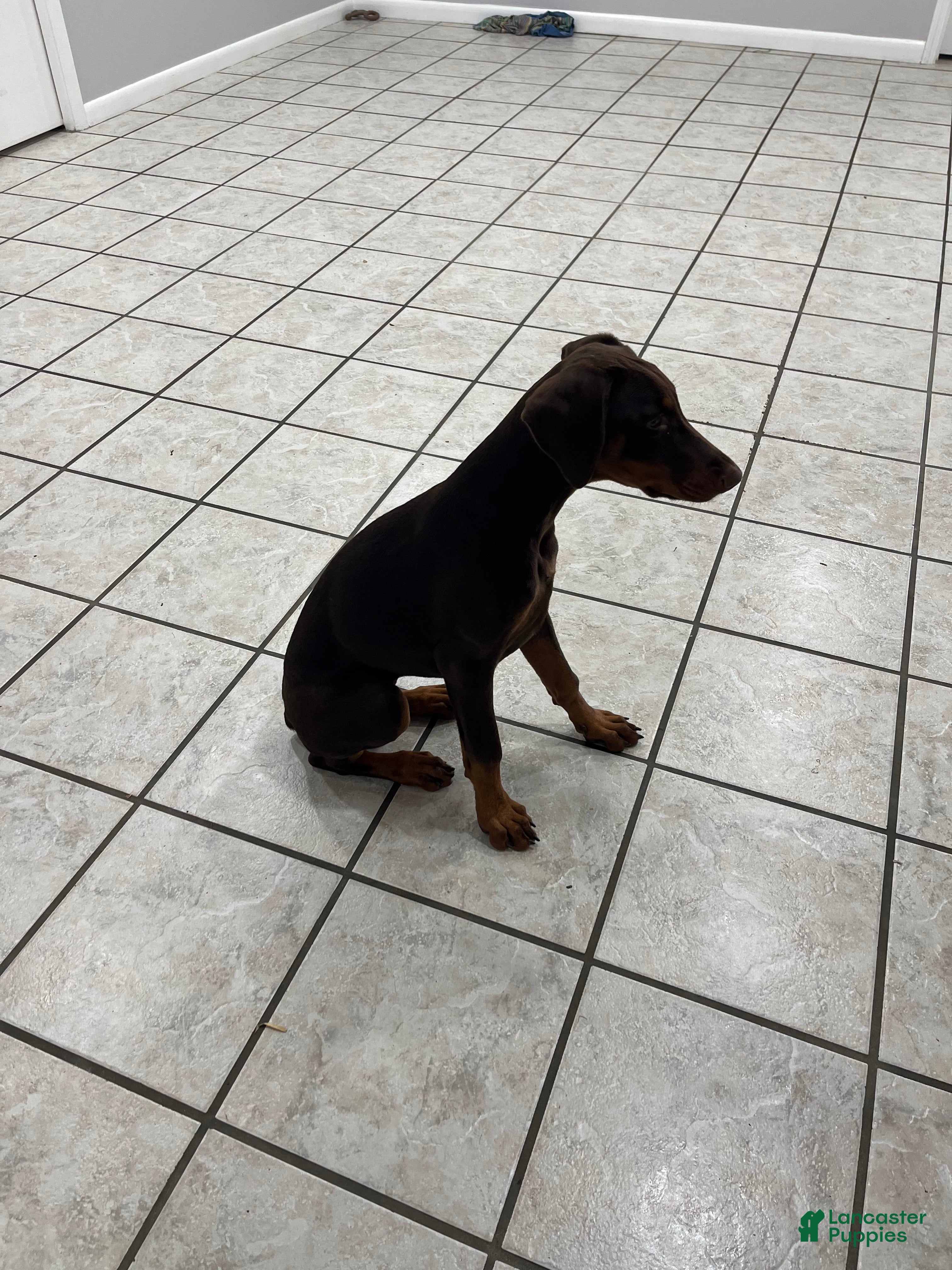 Doberman Pinscher dogs Doberman Pinscher 1 - Ad 5