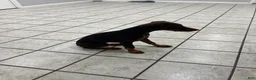 Doberman Pinscher dogs for sale: Doberman Pinscher 1 - Ad 1