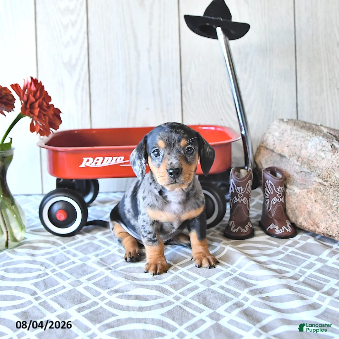 Miniature Dachshund dogs for sale: Todd - Ad 2