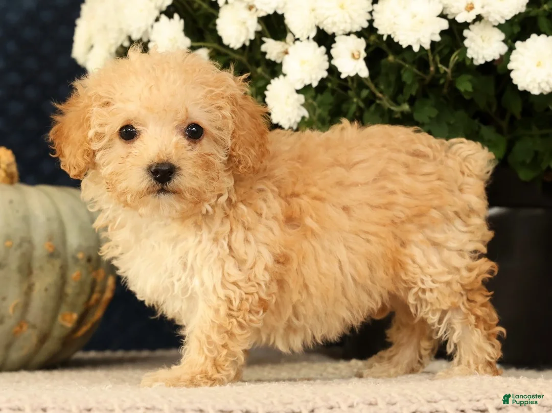 Yorkiepoo dogs for sale: Lincoln - Ad 2