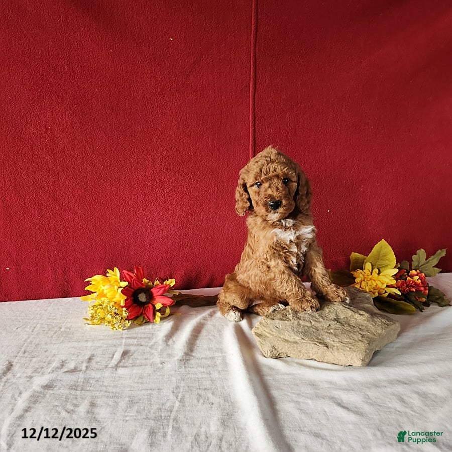 Mini Goldendoodle dogs Ruth - Ad 42