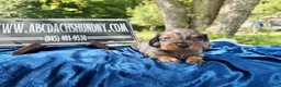 Miniature Dachshund dogs for sale: Russian dapple - Ad 7