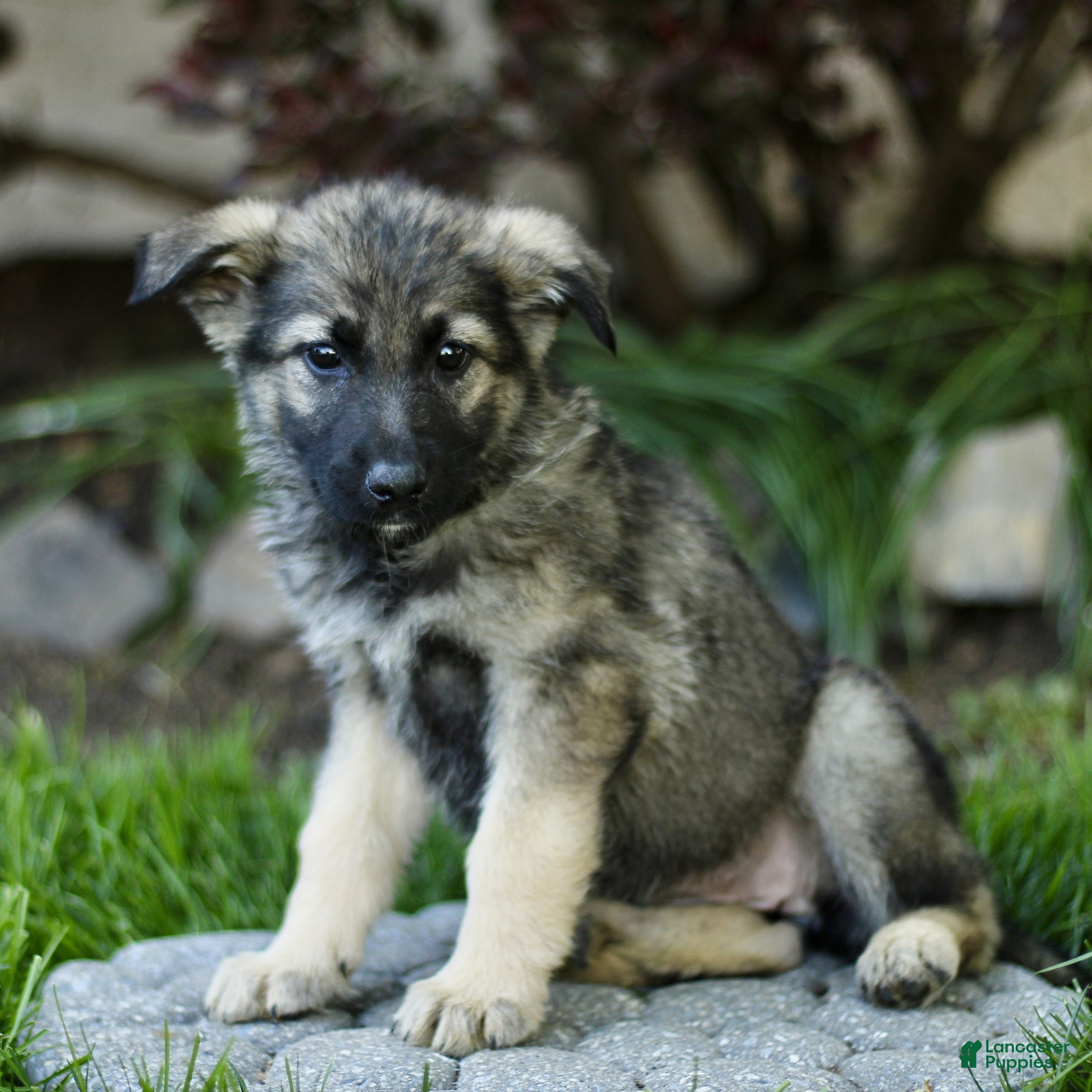 Mixed Breed dogs Ollie  - Ad 1