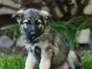 Mixed Breed dogs for sale: Ollie - Ad 4