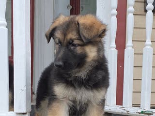 German Shepherd dogs Zara (4) - Ad 21