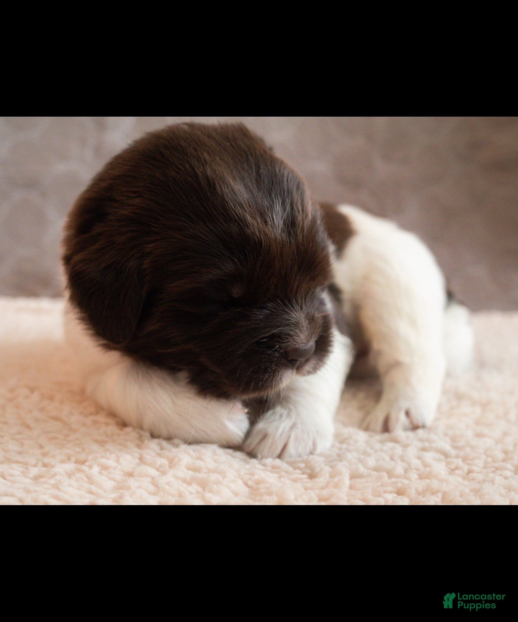Newfoundland dogs Talia (red collar) - Ad 2