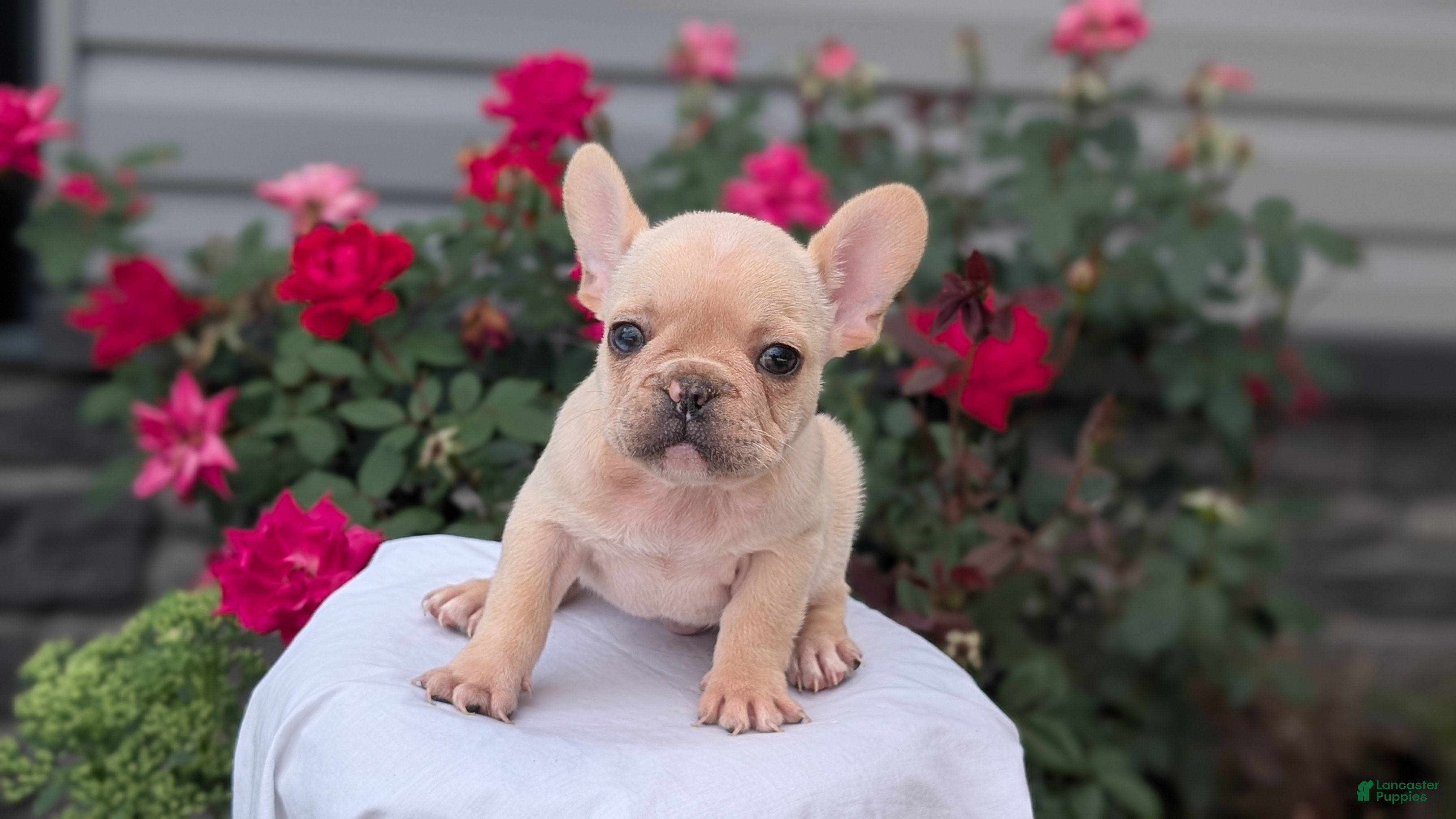 French Bulldog dogs Xavier - Ad 2