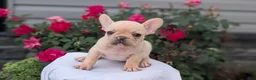 French Bulldog dogs for sale: Xavier - Ad 2