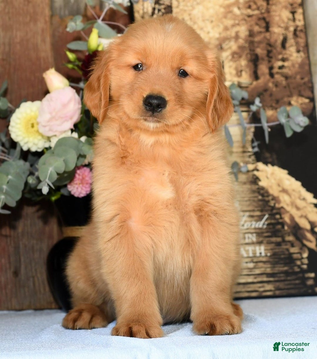 Dog Breed Miniature Red Golden Retriever Golden Retriever Low