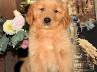 Golden Retriever dogs - Ad 35
