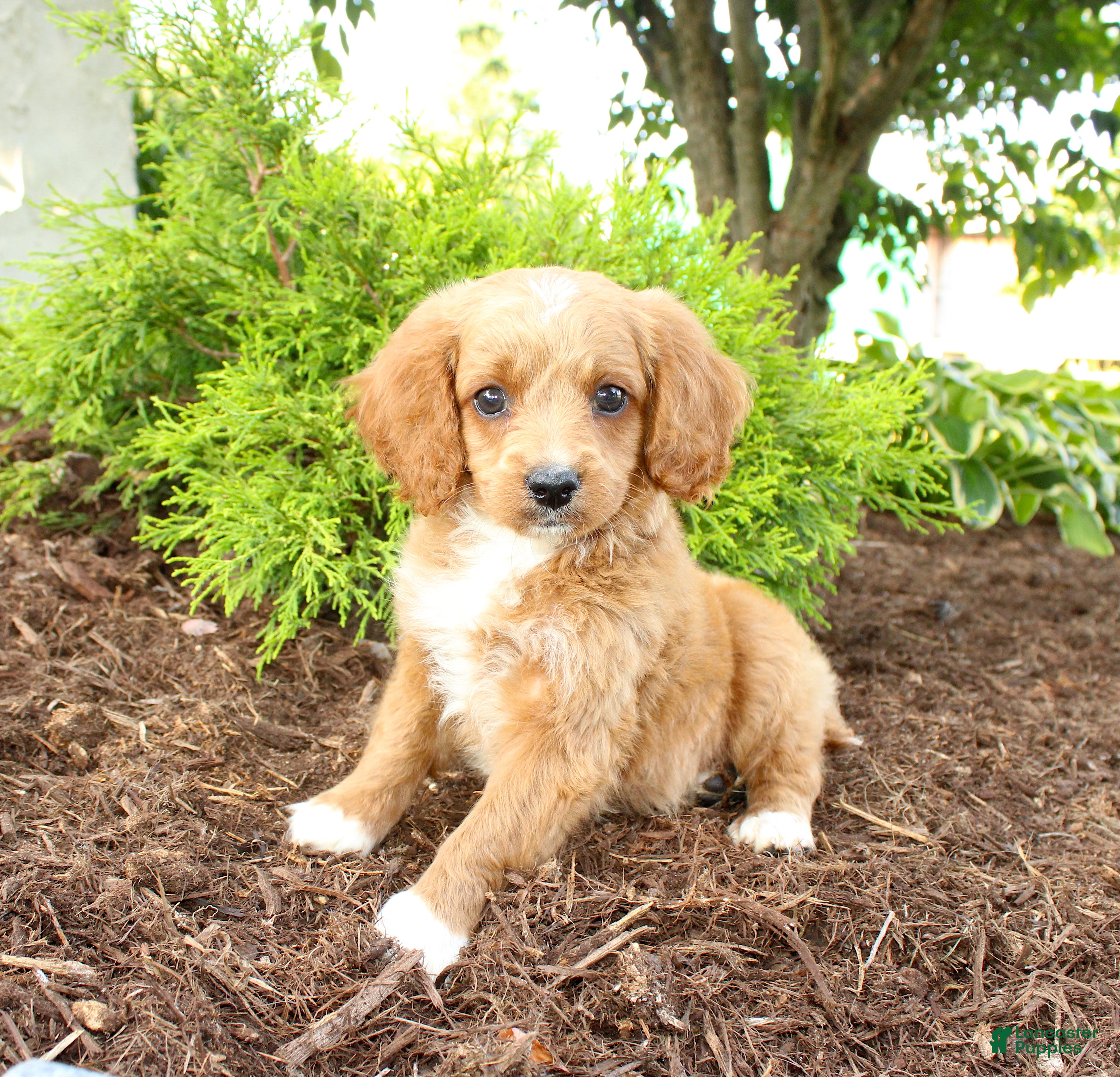 Cavapoo dogs for sale: Andy - Ad 3