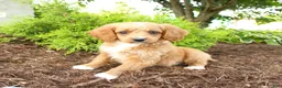 Cavapoo dogs for sale: Andy - Ad 1