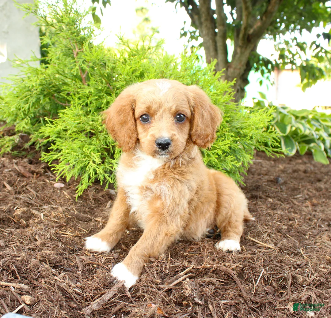 Cavapoo dogs for sale: Andy - Ad 1