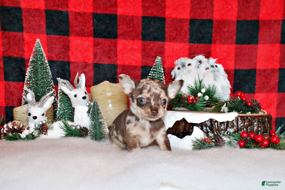 Chihuahua dogs for sale: Upton - Ad 1