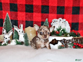 Chihuahua dogs Upton - Ad 17