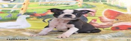 Boston Terrier dogs for sale: River - Ad 8