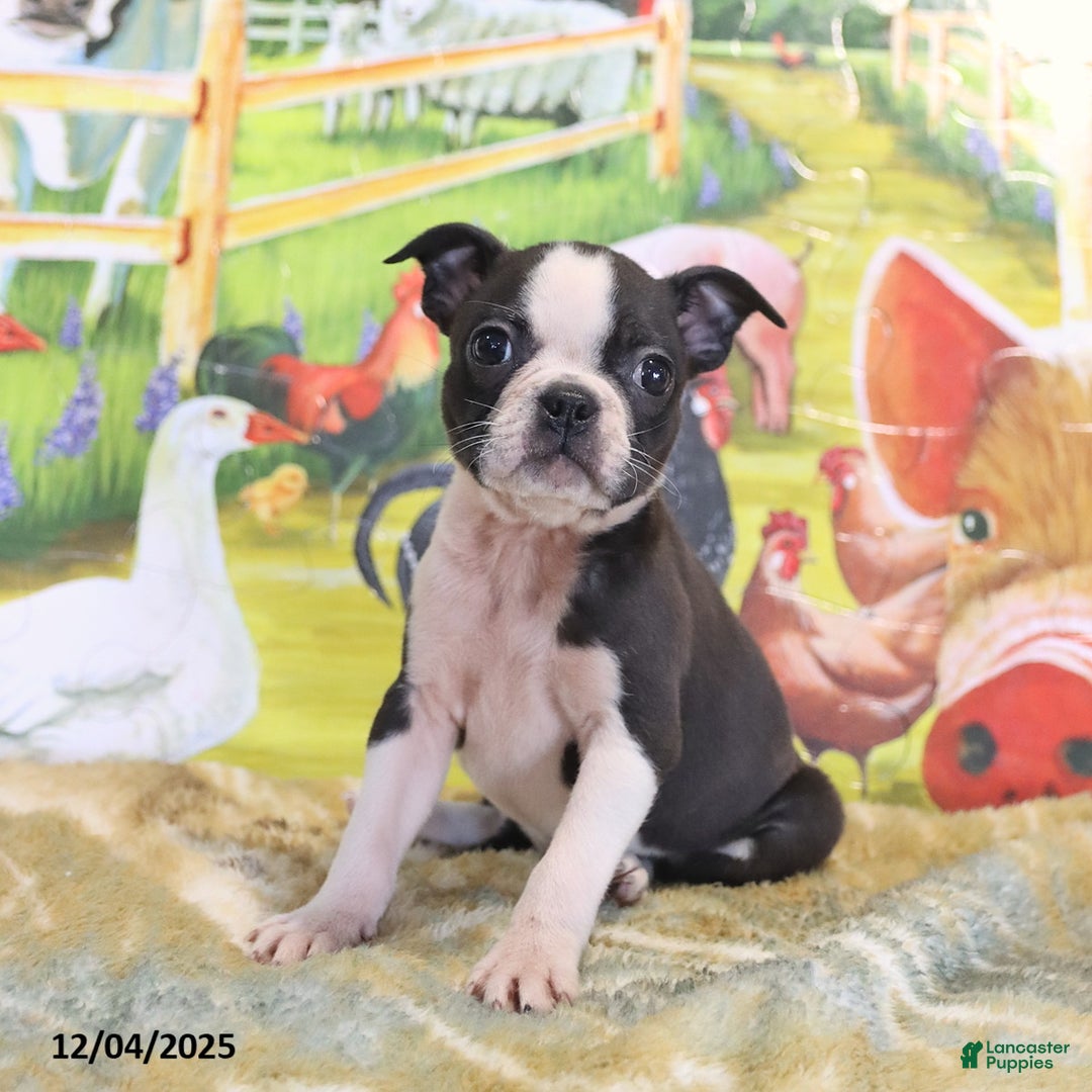 Boston Terrier dogs for sale: River - Ad 8