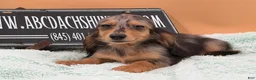 Miniature Dachshund dogs for sale: Miniature Dachshund Puppy 2 - Ad 9