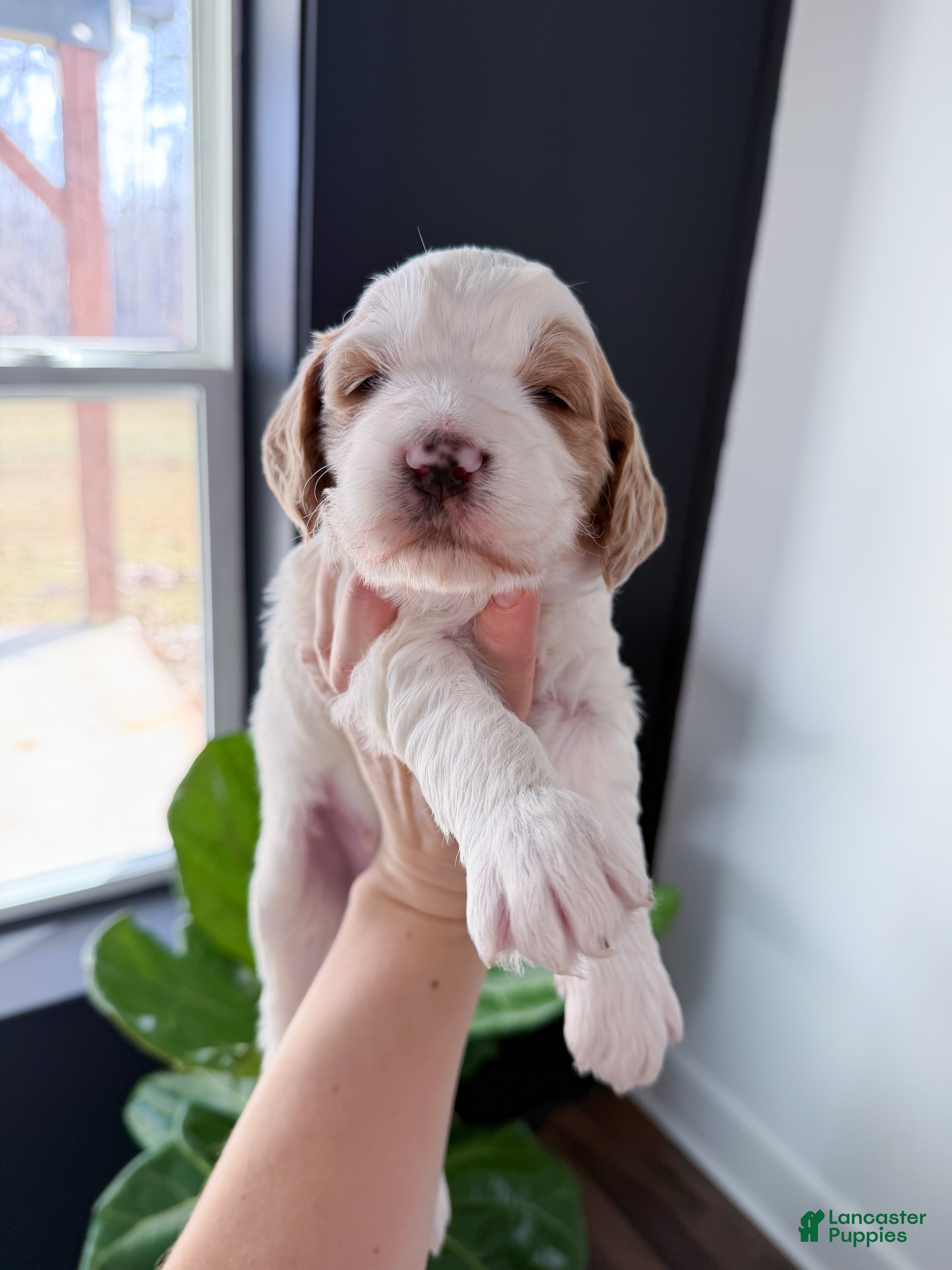 Goldendoodle dogs Knox - Ad 29