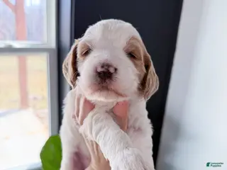 Goldendoodle dogs Knox - Ad 34