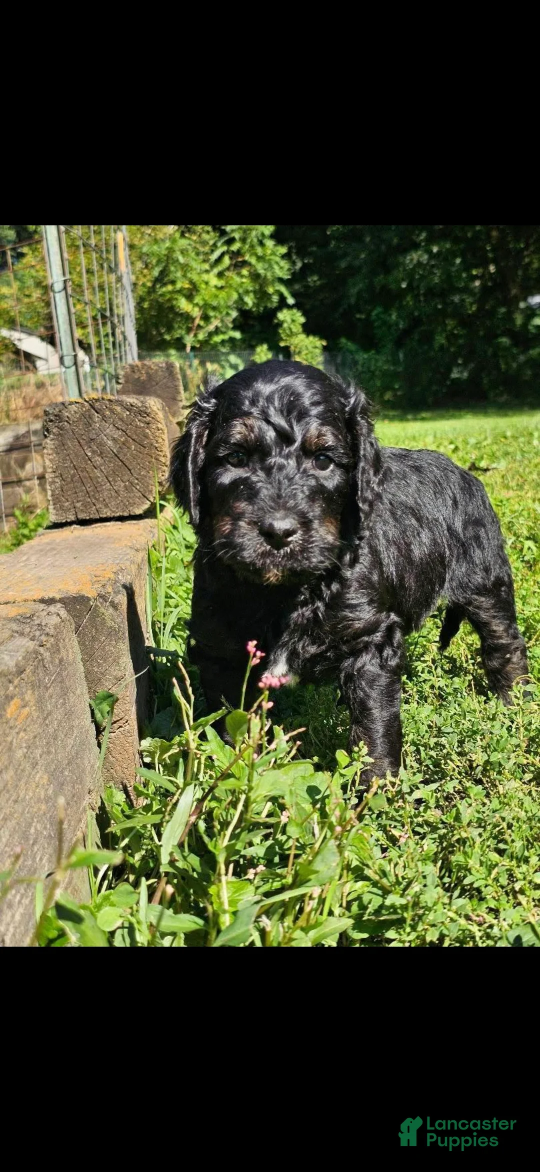 Mixed Breed dogs for sale: Wybie - Ad 1