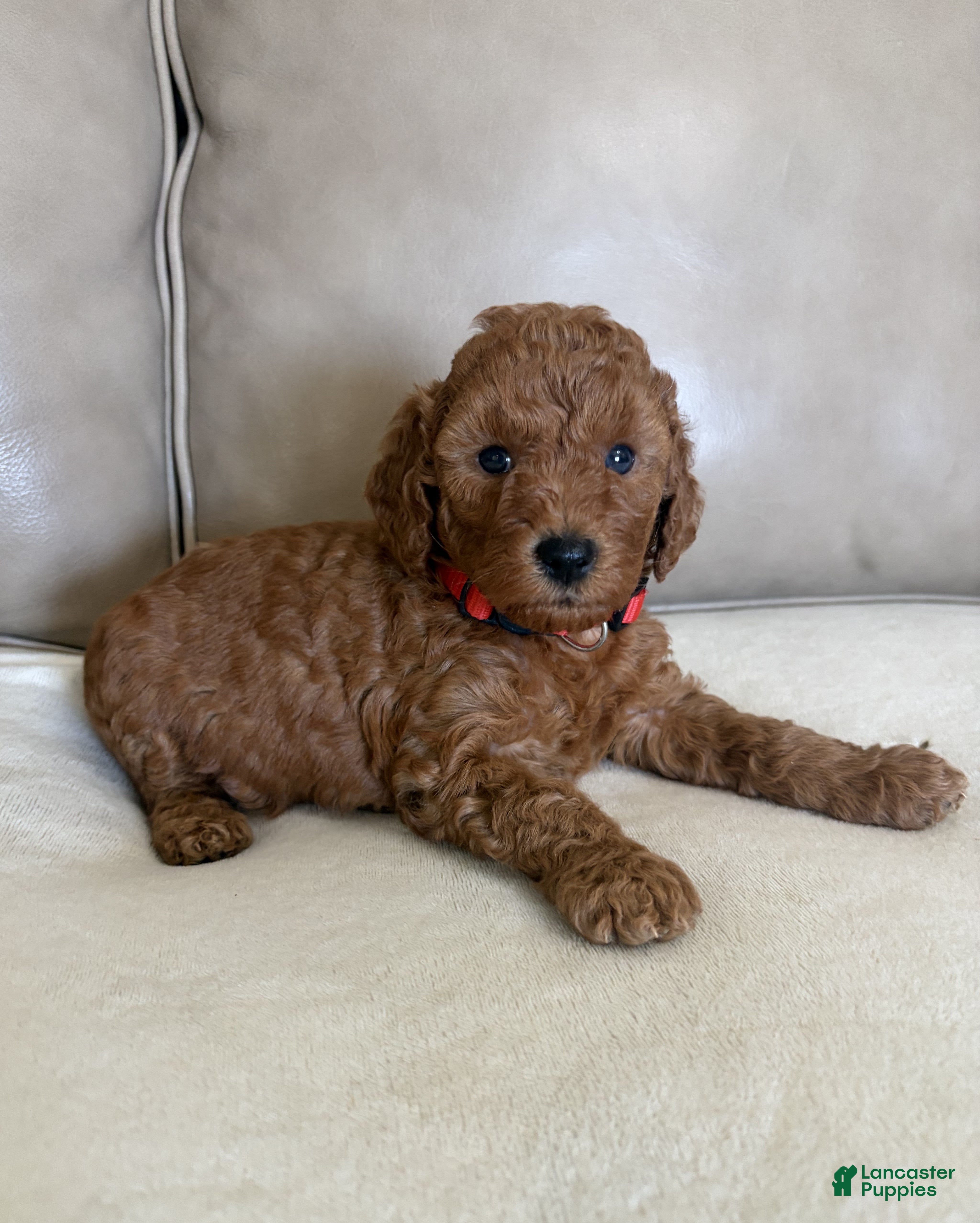Miniature Poodle dogs for sale: Rumi - Ad 4