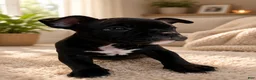 American Bully dogs for sale: Mamba - Ad 2