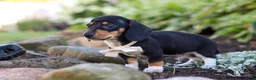 Miniature Dachshund dogs for sale: Duke - Ad 3