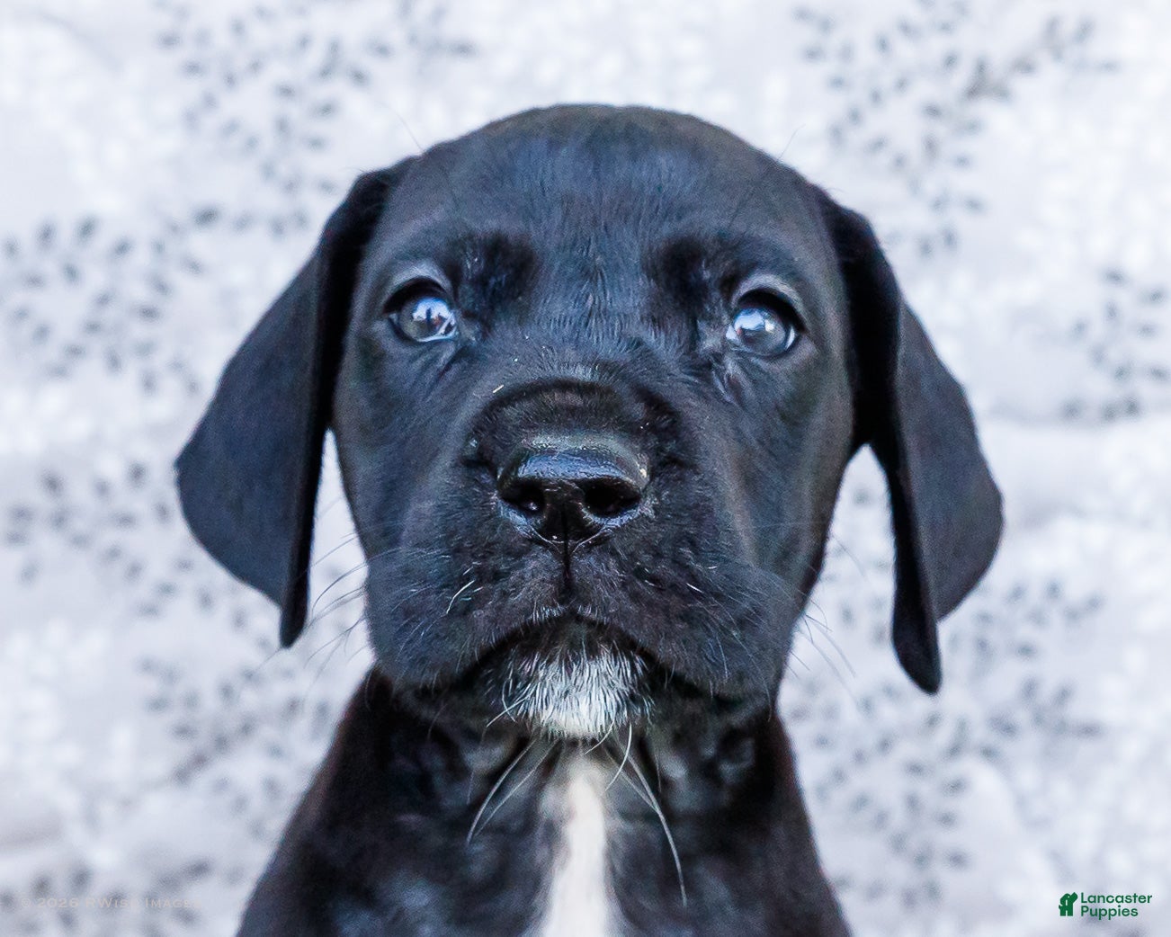 Great Dane dogs Asher - Ad 2