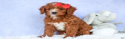 Cavapoo dogs for sale: TUCKER - Ad 13