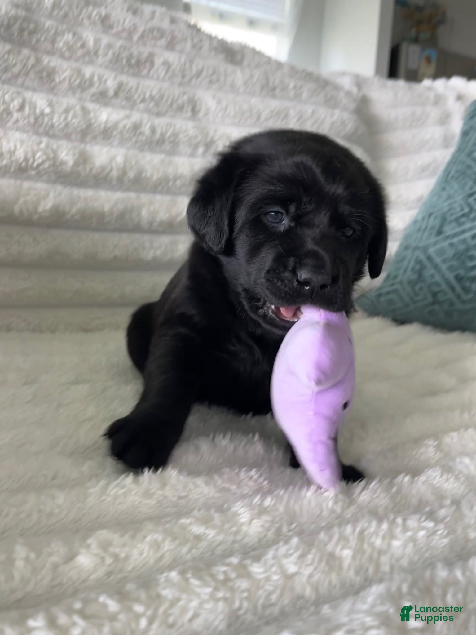 Labrador Retriever dogs for sale: Labrador Retriever Puppy -LUCKY  - Ad 2