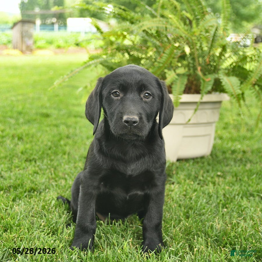 Labrador Retriever dogs Lexi  - Ad 2