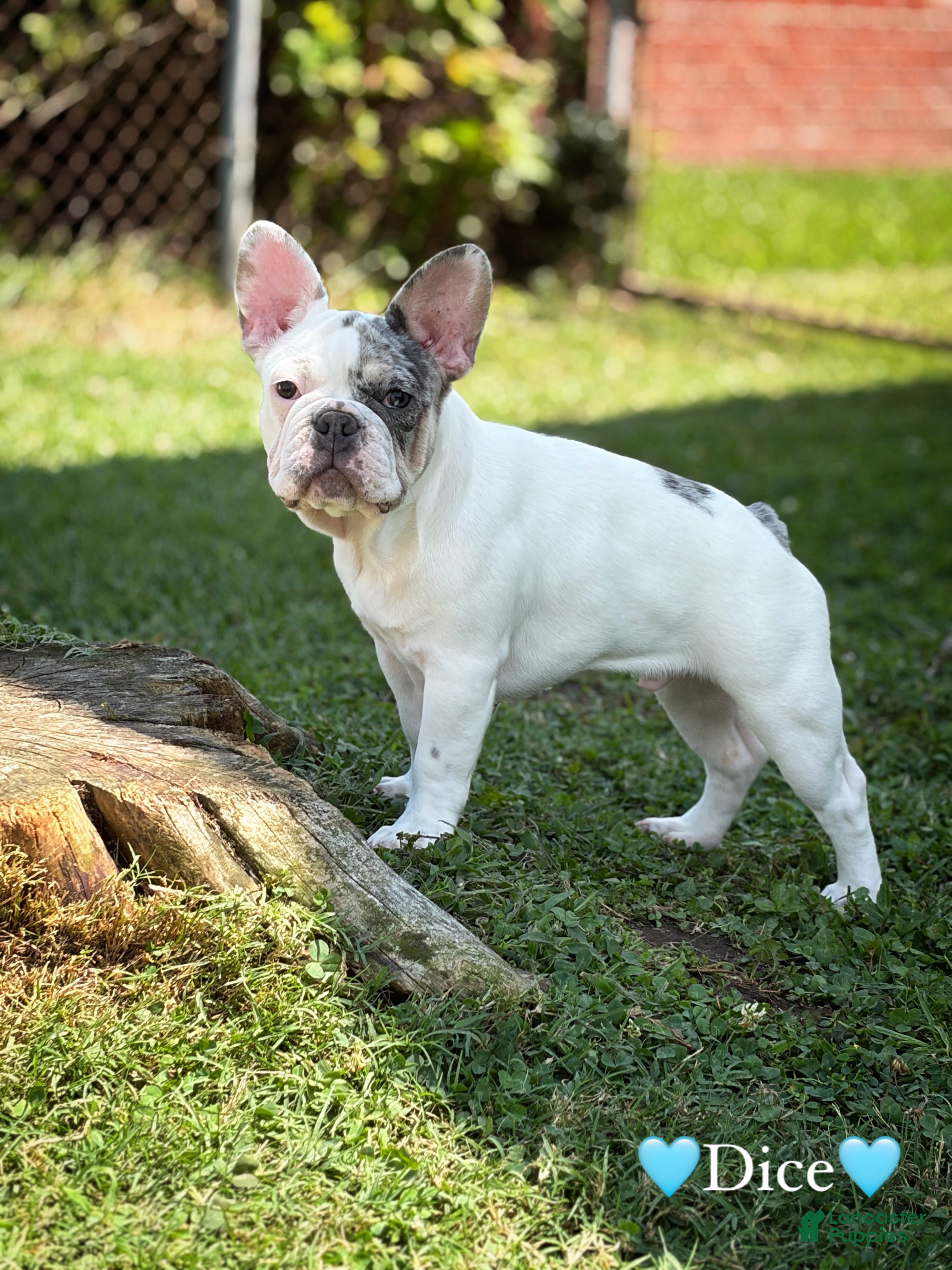 French Bulldog dogs Dice  - Ad 22
