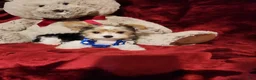 Yorkshire Terrier dogs for sale: JESTER - Ad 5