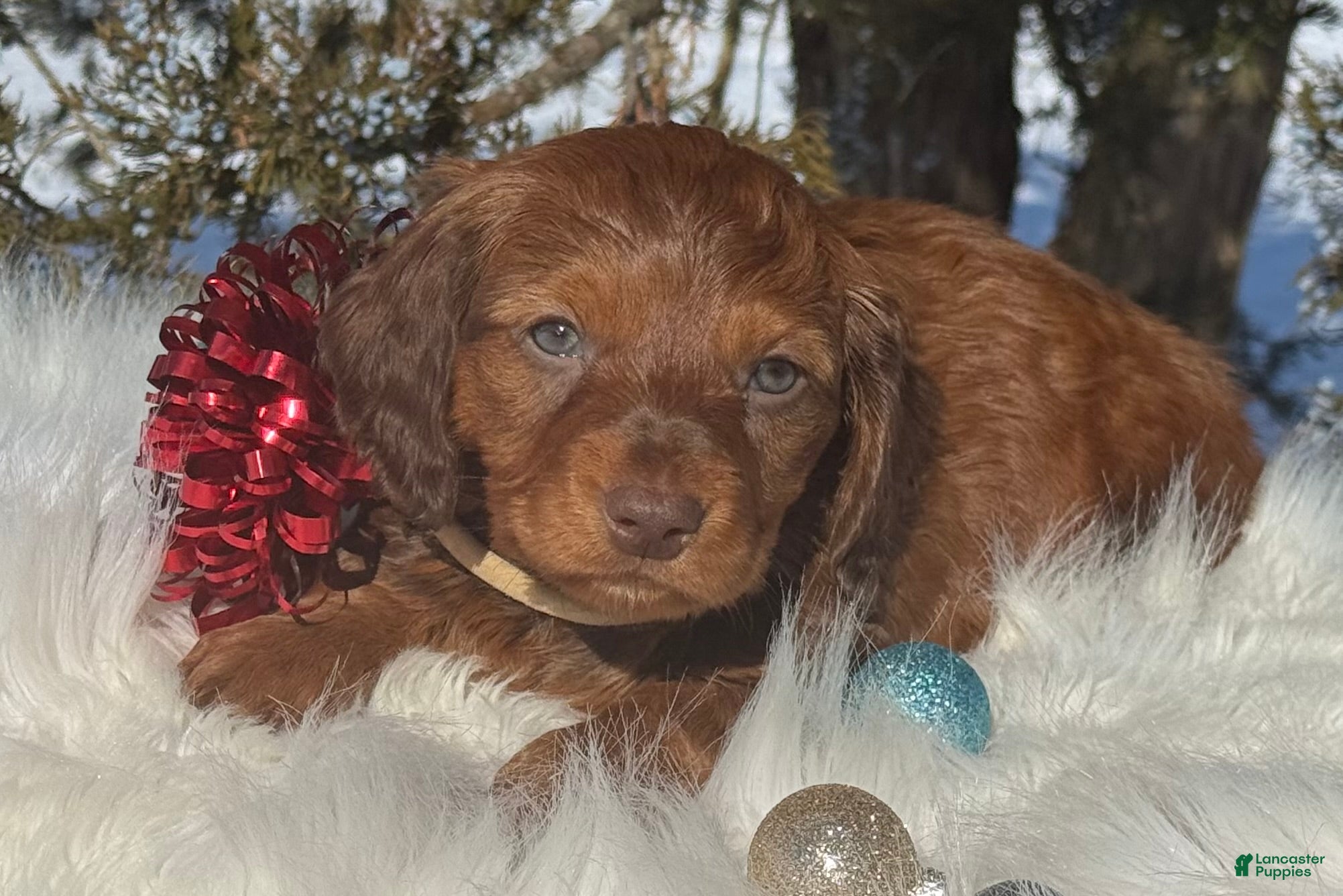 Miniature Dachshund dogs Mistletoe  - Ad 1