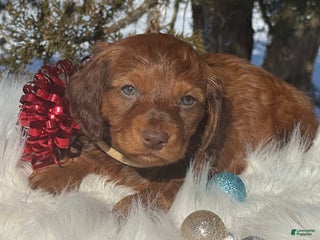 Miniature Dachshund dogs Mistletoe - Ad 1