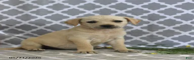 Renae