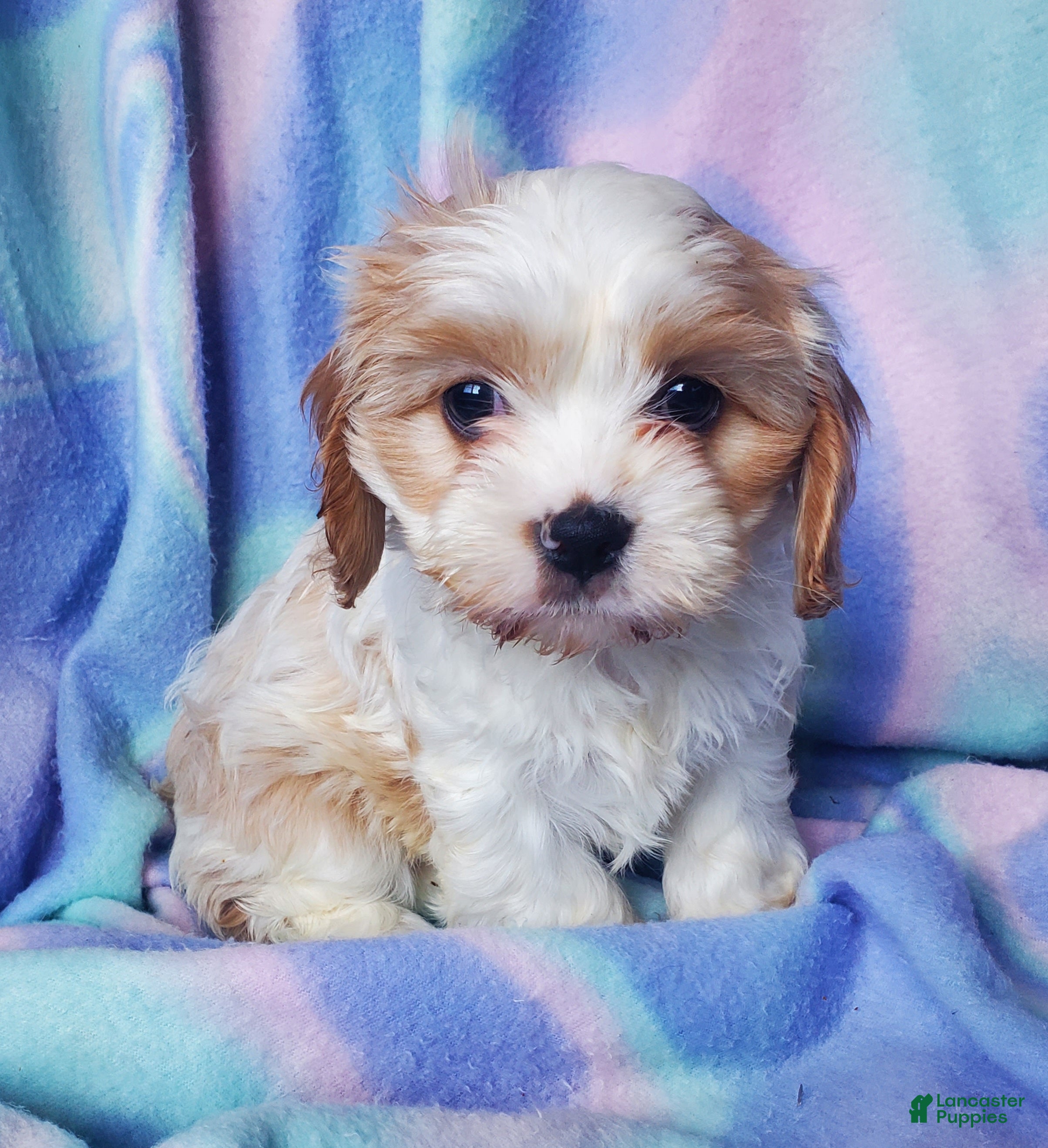 Cavachon dogs Lucy  - Ad 1