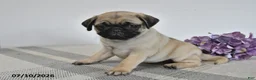 Pug dogs for sale: Evie  - Ad 1