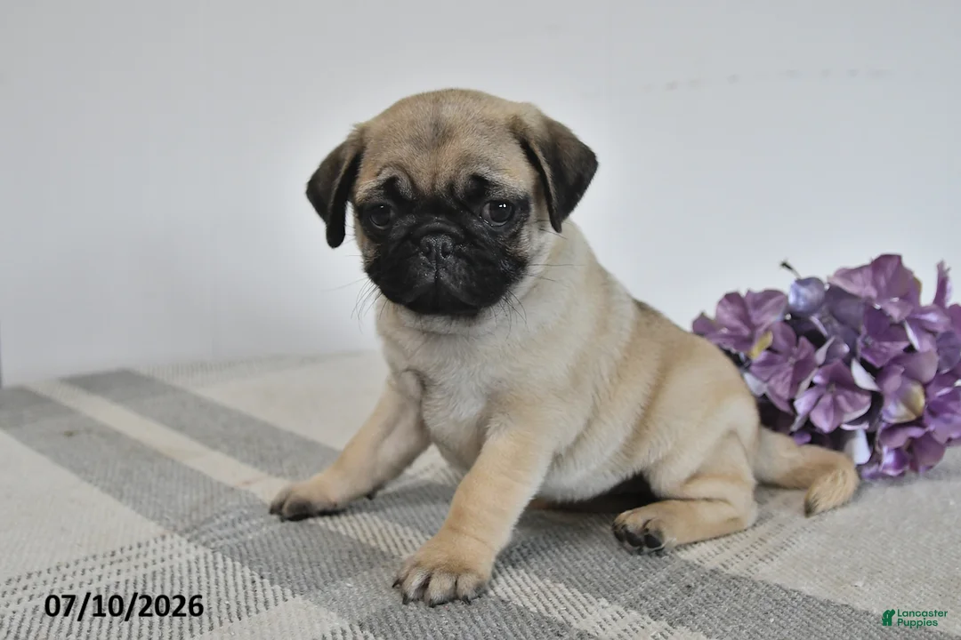 Pug dogs for sale: Evie  - Ad 1