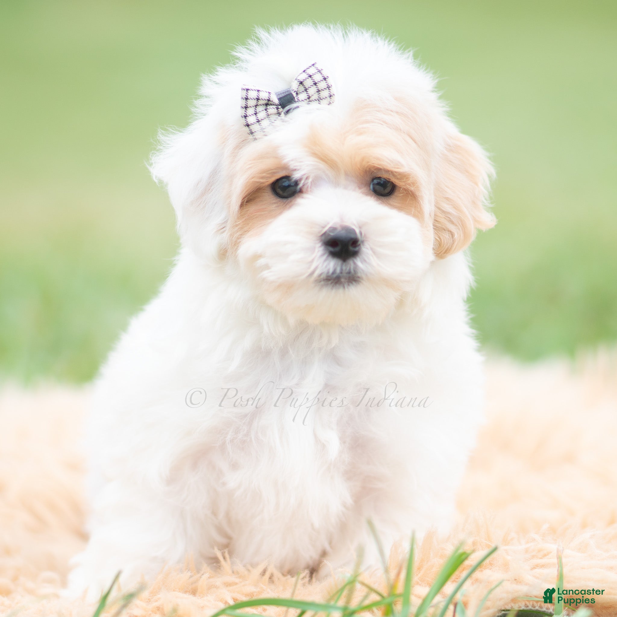 Maltipoo dogs for sale: Roly Poly - Ad 29