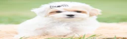 Maltipoo dogs for sale: Roly Poly - Ad 1